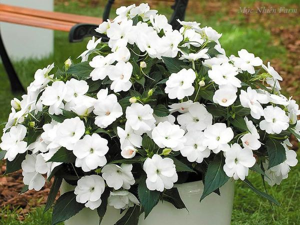  Hoa mai địa thảo trắng E1 