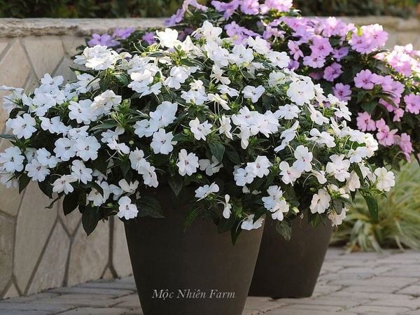  Hoa mai địa thảo trắng E1 