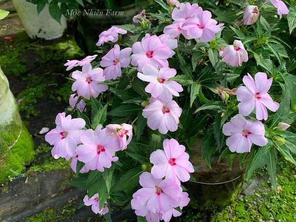  Hoa mai địa thảo hồng F1 