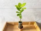  Mai trắng Thái đứng A1 