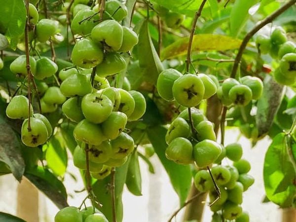  Mận xanh đường 