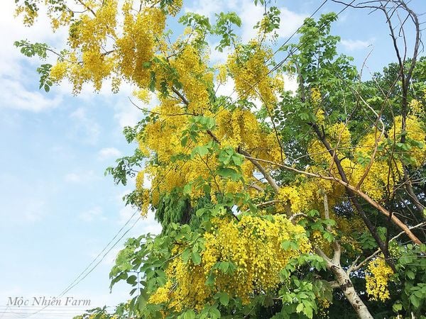  Muồng hoàng yến vàng 