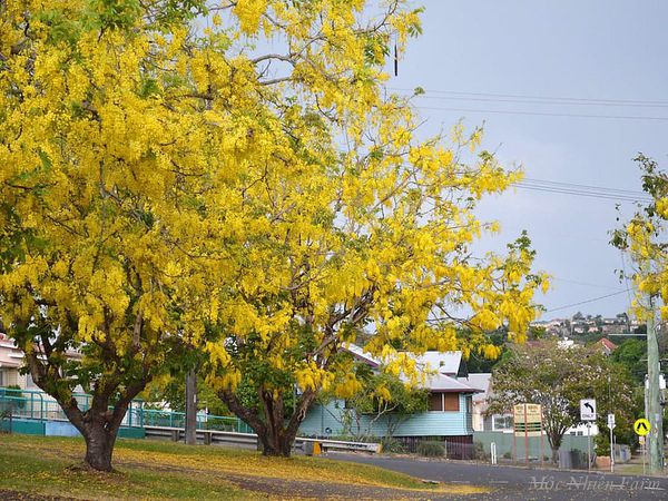  Muồng hoàng yến vàng 