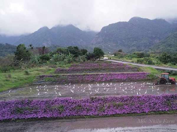  Hoa ngũ sắc tím rủ Y1 