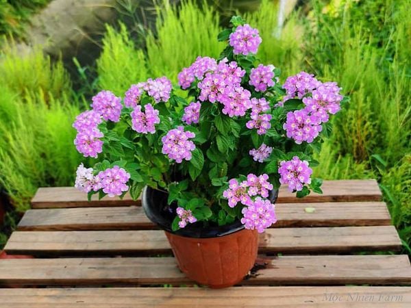  Hoa ngũ sắc tím rủ Y1 