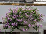  Hoa ngũ sắc tím rủ Y1 