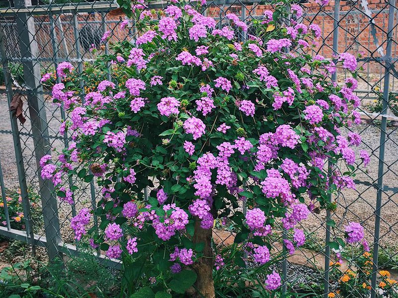 Hoa ngũ sắc tím rủ - cách chăm để hoa quanh năm – MỘC NHIÊN FARM