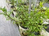  Rau bầu đất tím A1 