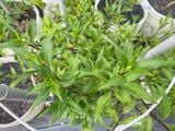  Rau bầu đất tím A1 