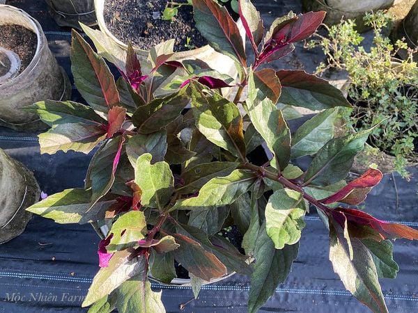  Rau bầu đất Nhật Bản B1 