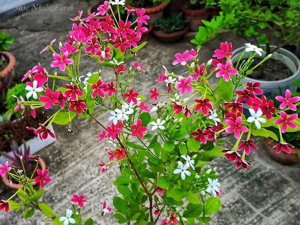 Hoa sử quân tử đơn, đứng B1 