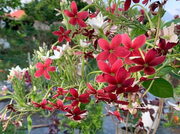  Hoa sử quân tử đơn, đứng B1 