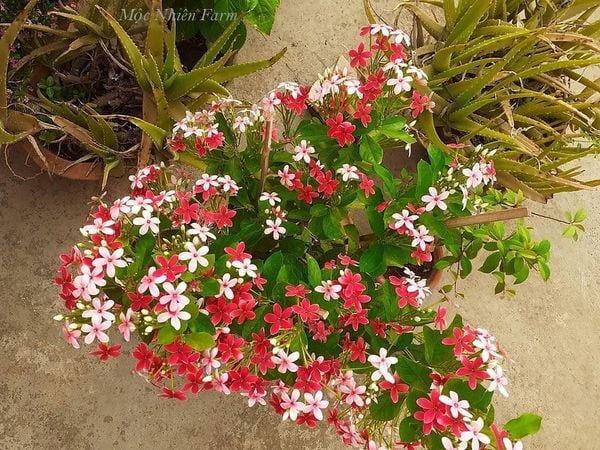  Hoa sử quân tử đơn, đứng B1 