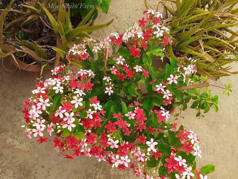  Hoa sử quân tử đơn, đứng B1 