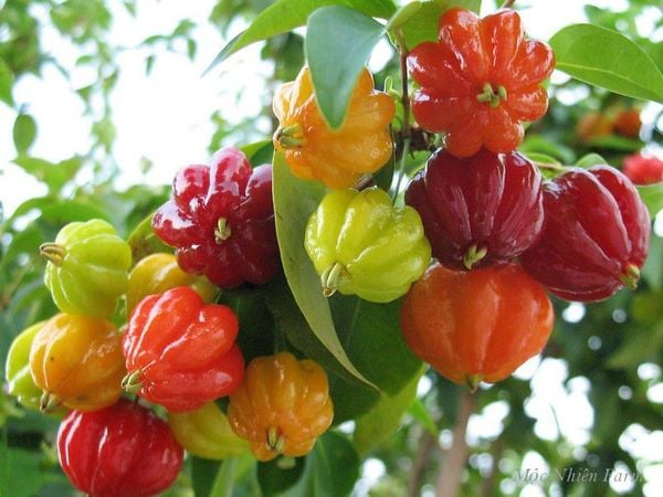 Surinam Cherry 