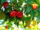  Surinam Cherry 