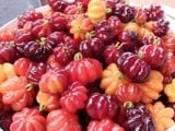  Surinam Cherry 