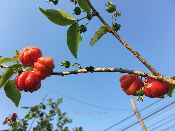  Surinam Cherry 