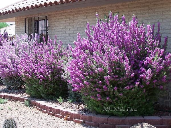  Tuyết sơn phi hồng 