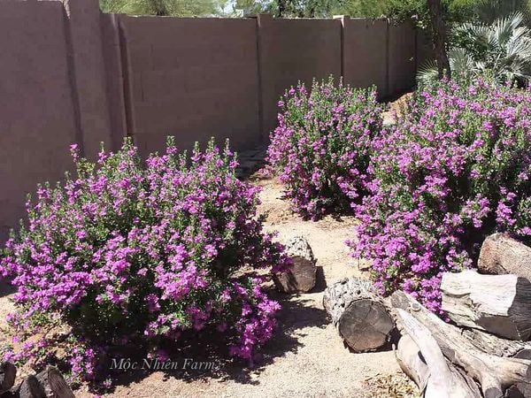  Tuyết sơn phi hồng 