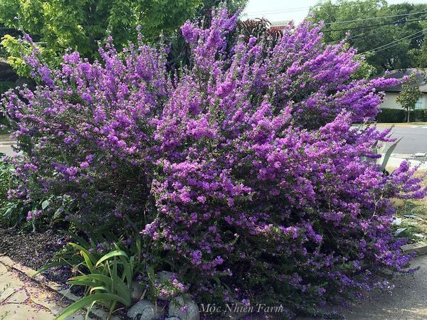  Tuyết sơn phi hồng 