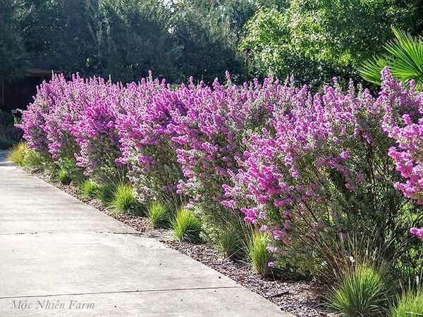  Tuyết sơn phi hồng 