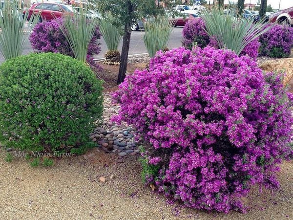  Tuyết sơn phi hồng 