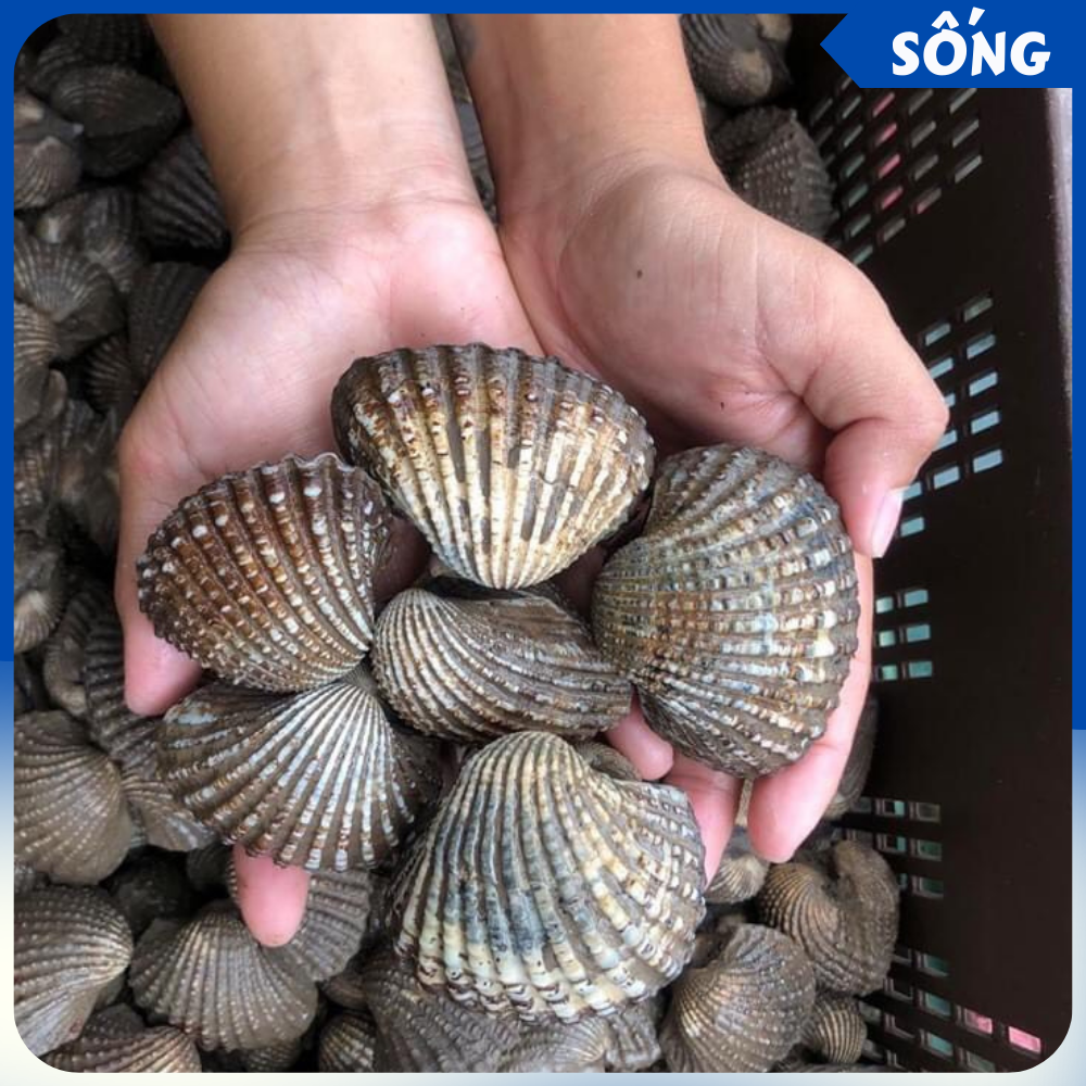 Sò Huyết  HẢI SẢN QUẢNG NINHVN  Siêu thị hải sản tươi sống đầu tiên tại  Việt Nam