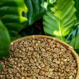  Robusta Natural (phương pháp chế biến khô) 