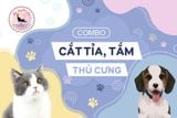  Dịch vụ tắm cắt tỉa lông chó mèo 