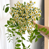  Bó Hoa Cưới Cúc Trắng 