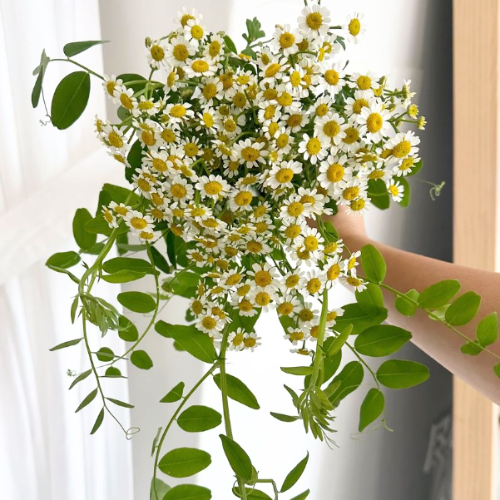  Bó Hoa Cưới Cúc Trắng 