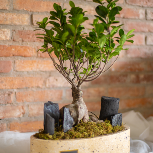  Ginseng Ficus benjamina 