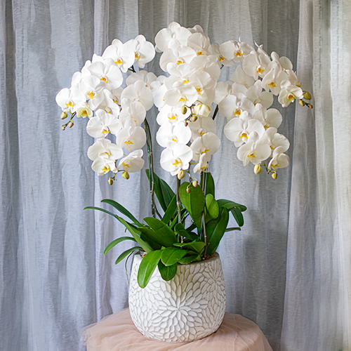  White Orchid - 6 Stems 