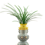  Oriental Orchid 