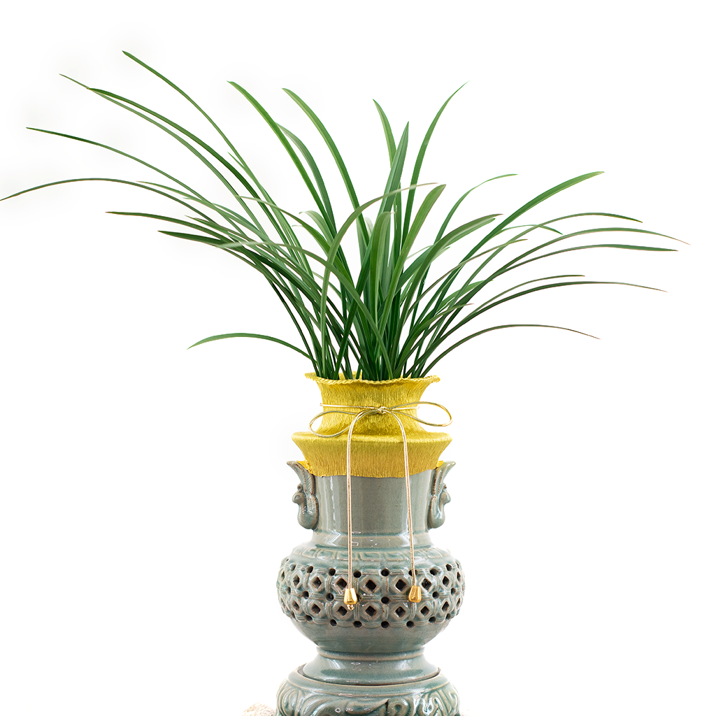  Oriental Orchid 
