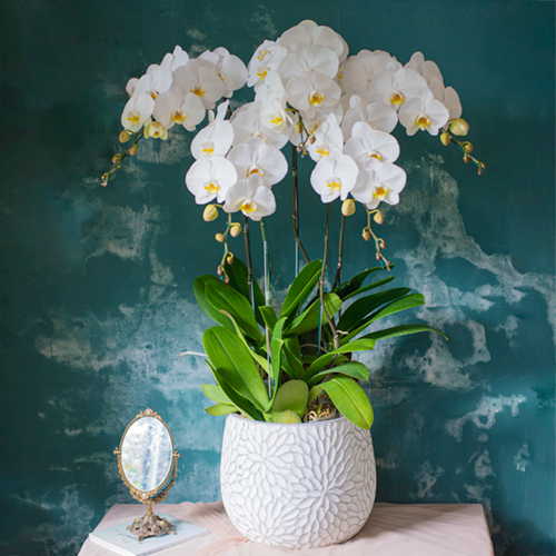  White Orchid - 5 Stems 