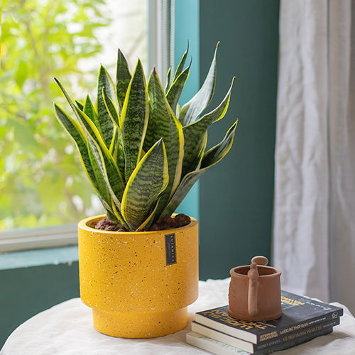  Sansevieria Small 