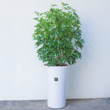  Umbrella Plant 