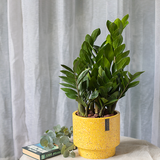  Money Tree 