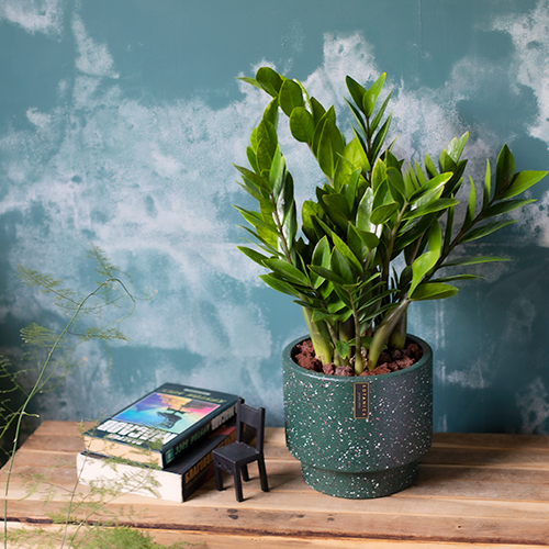  Money Tree 
