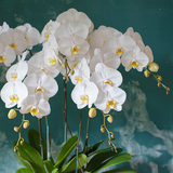  White Orchid - 5 Stems 