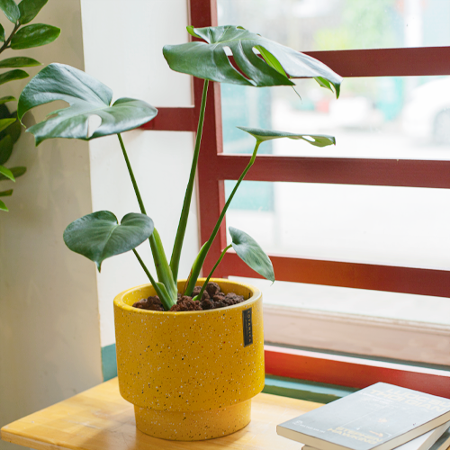  Monstera 