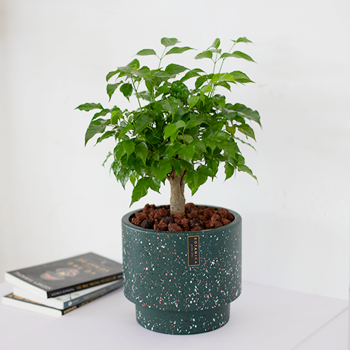  Emerald Tree 