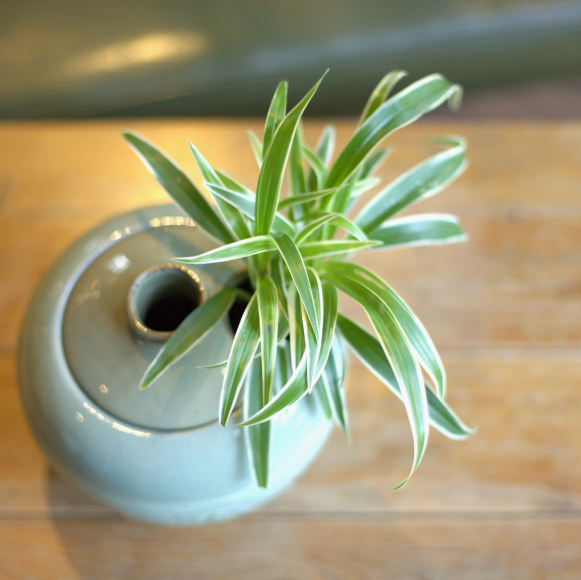  Nabiran Bonsai 