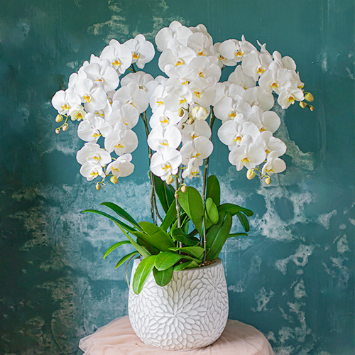  White Orchid - 6 Stems 
