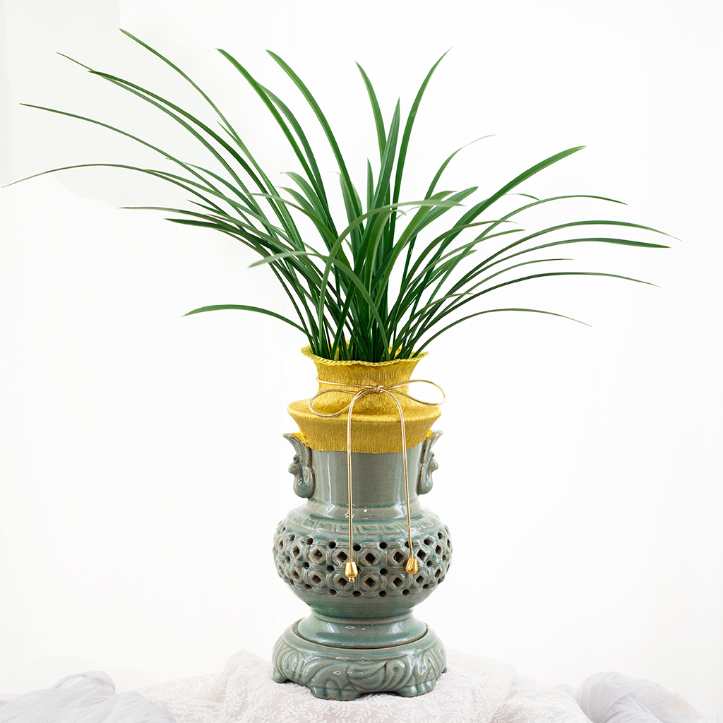  Oriental Orchid 