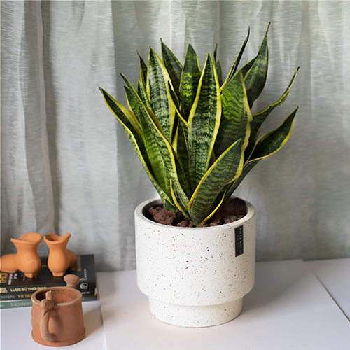  Sansevieria Small 