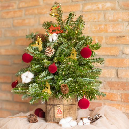  Cây Thông Noel Lấp Lánh 