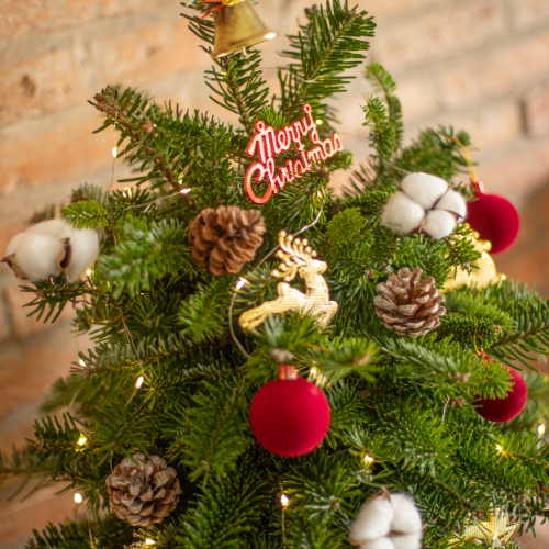  Cây Thông Noel Lấp Lánh 